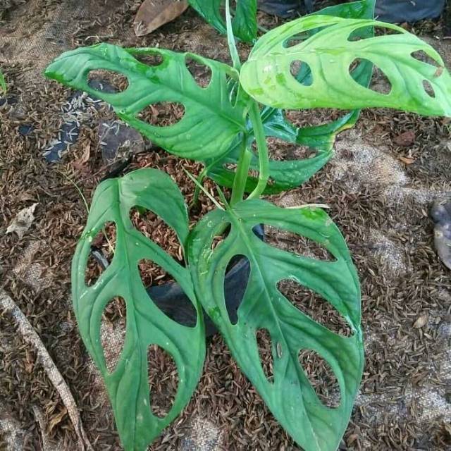 Jual Tanaman Hias Monstera Janda Bolong Tanaman Rambat Janda Bolong