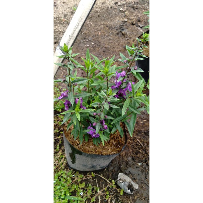 Jual Tanaman Hias Lavender Pengusir Nyamuk Shopee Indonesia