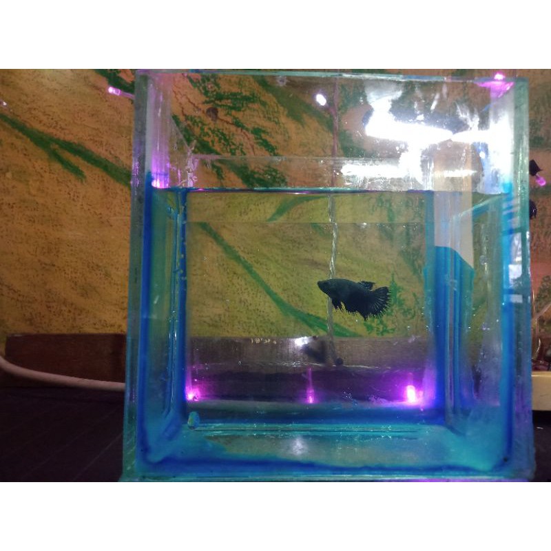 Jual Ikan Cupang Serit Female Shopee Indonesia