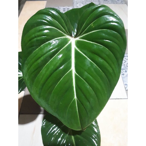 Jual Philodendron Gloriosum Epipremnum Pinnatum Variegata Putih