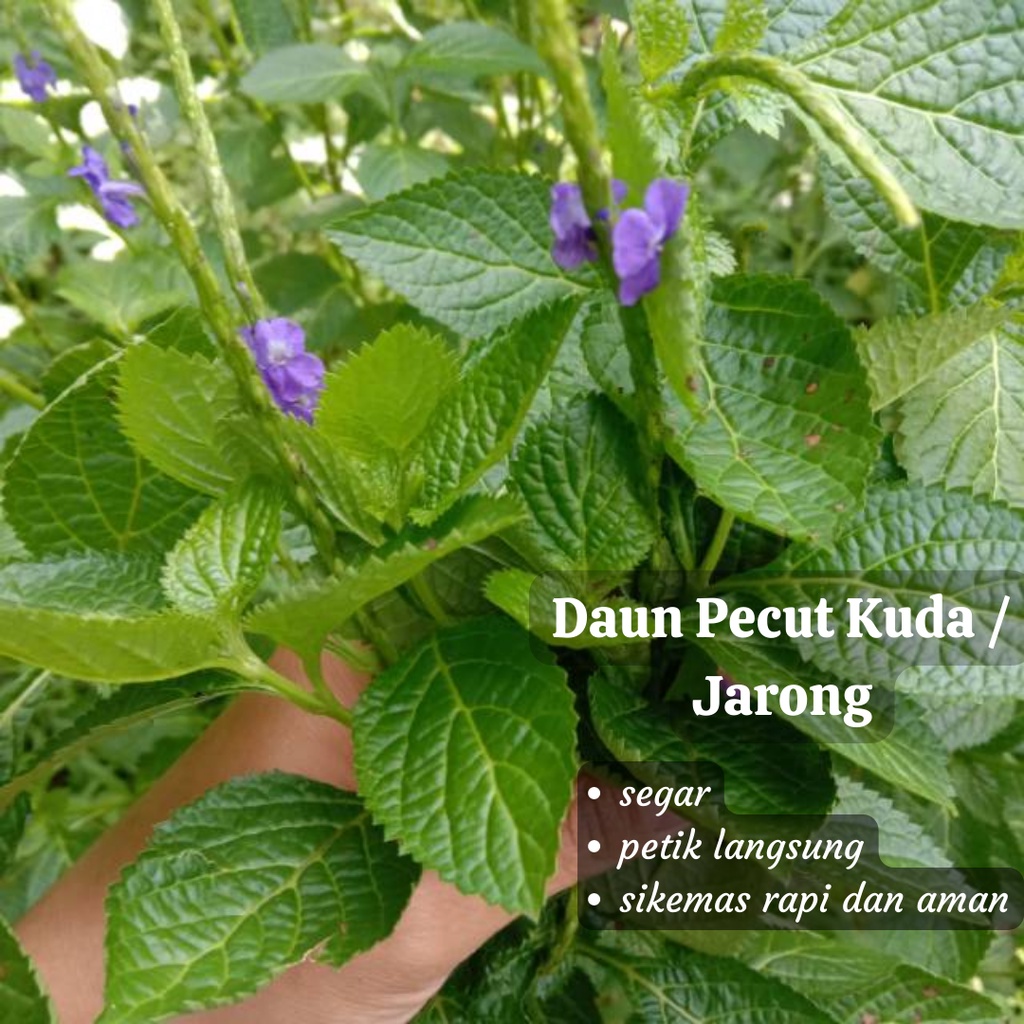 Jual Termurah Daun Pecut Kuda Segar 1KG Daun Jarong Petik Langsung