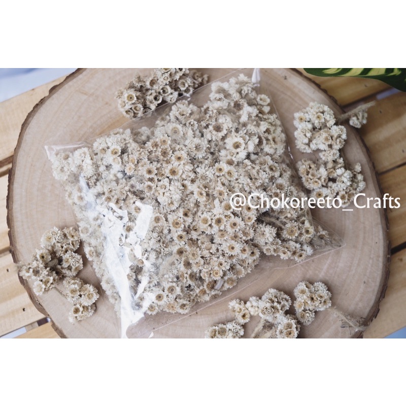 Jual EDELWEISS KERING TANPA BATANG DRIED FLOWER Shopee Indonesia