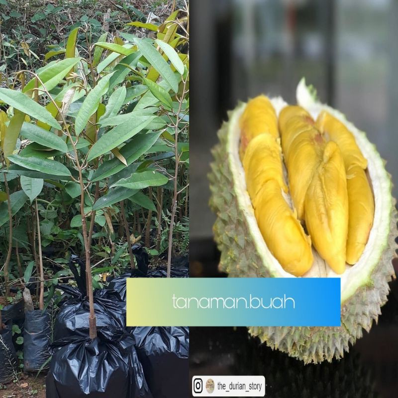 Jual Bibit Durian Montong Super Unggul Shopee Indonesia