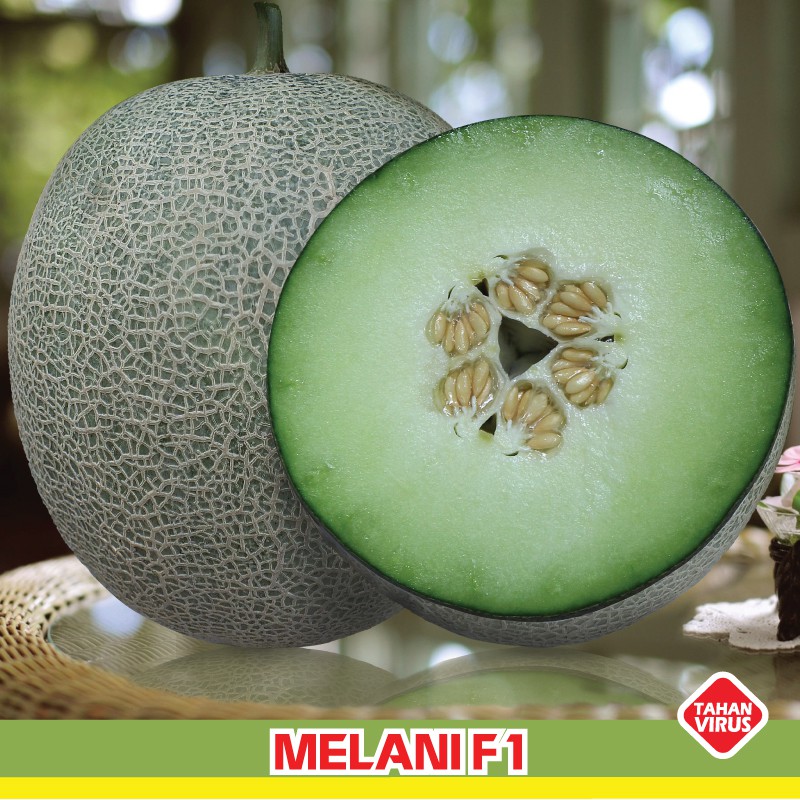 Jual ISI PAKET 5 Benih Melon Hijau F1 Hibrida Melani Bibit Tanaman