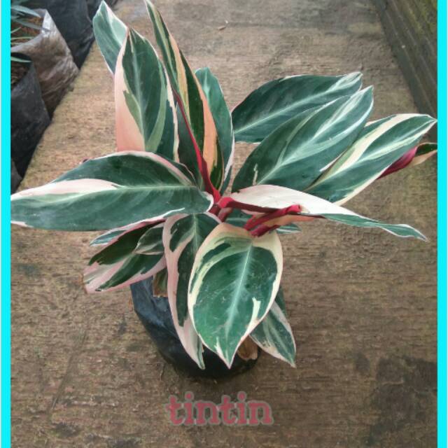 Jual Tanaman Hias Calathea Triostar Kalatea Multicolor Maranta