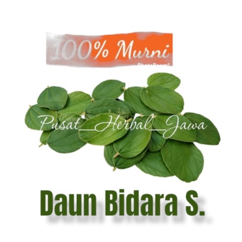 Jual Daun Bidara Arab Lembar Bidara Segar Shopee Indonesia