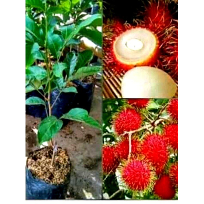 Jual Bibit Rambutan Aceh Benih Pohon Tanaman Buah Okulasi Unggul Bisa