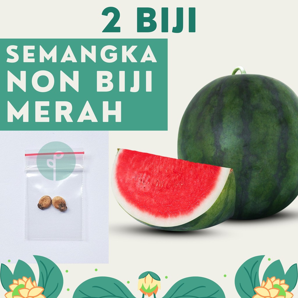 Jual 2 Benih Bibit Semangka Non Biji Merah Madrid F1 Hibrida Buah Besar