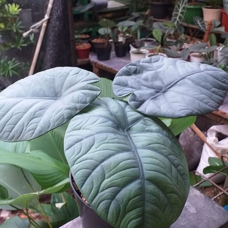 Jual Alocasia Melo Badak Kapuas Real Pict Melo Badak Rawatan Shopee