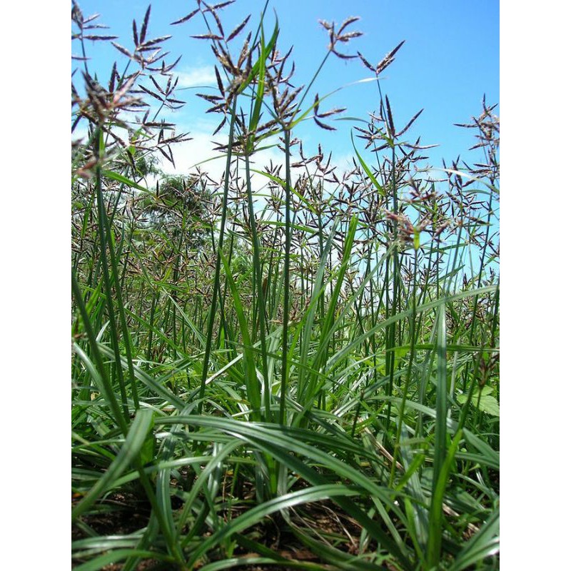 Jual Rumput Teki Cyperus Rotundus L Atau Suket Teki Gram Termurah