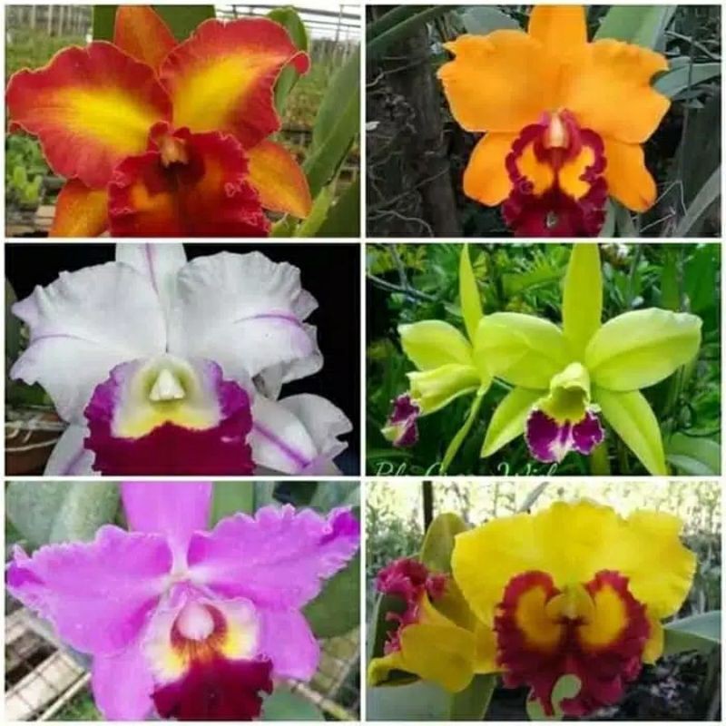 Jual Paket 6 Tanaman Hias Anggrek Dendrobium Shopee Indonesia