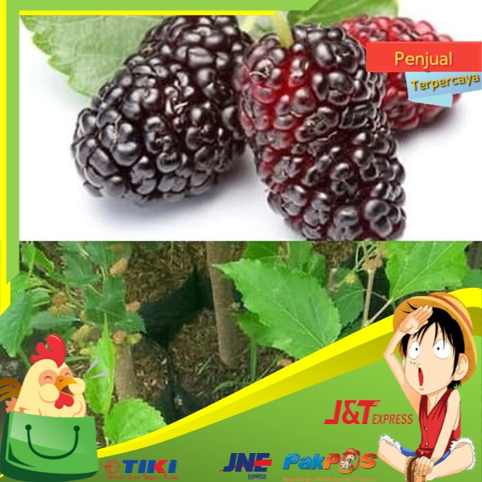 Jual Dijual Murbei Mulberry Besaran Bibit Tanaman Hidup Pohon