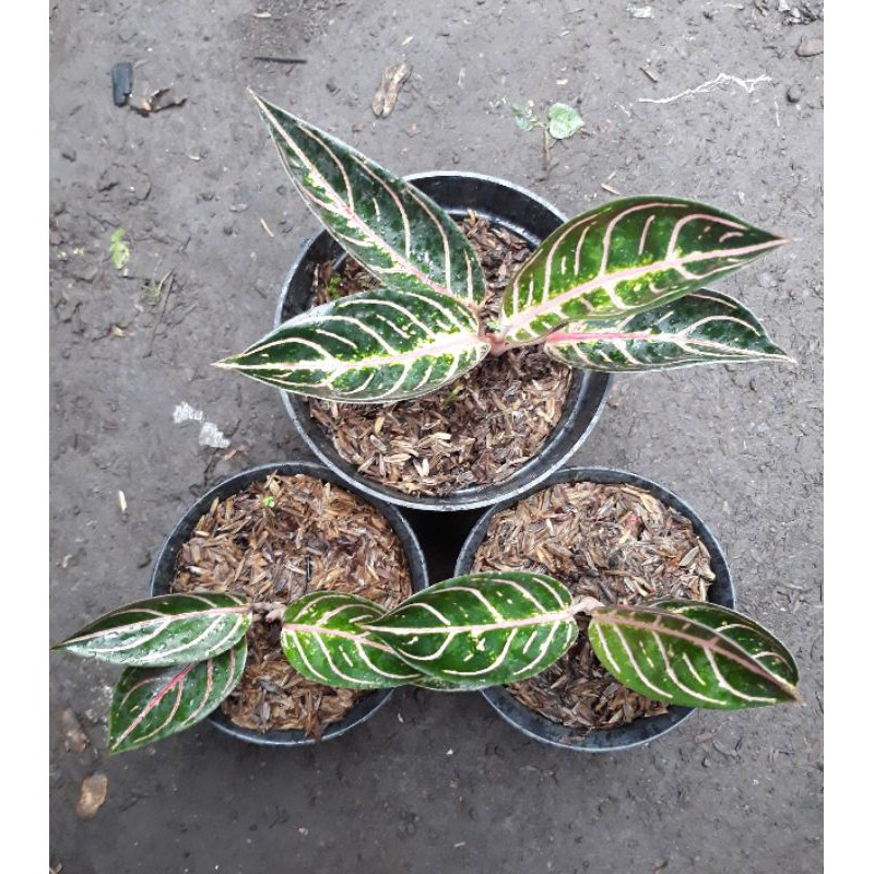 Jual Aglonema Red Sumatera Pride Of Sumatera Aglaonema Pride Of