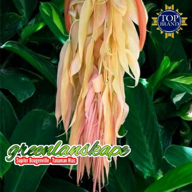 Jual Pohon Sapu Tangan Pink Merah Meter Maniltoa Grandiflora