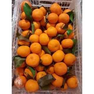 Jual Buah Jeruk Mandarin Gold Jeruk Shantang Daun Manis Keranjang