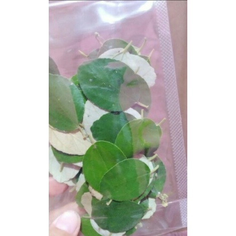 Jual Daun Bidara Arab Asli Segar Lembar Shopee Indonesia