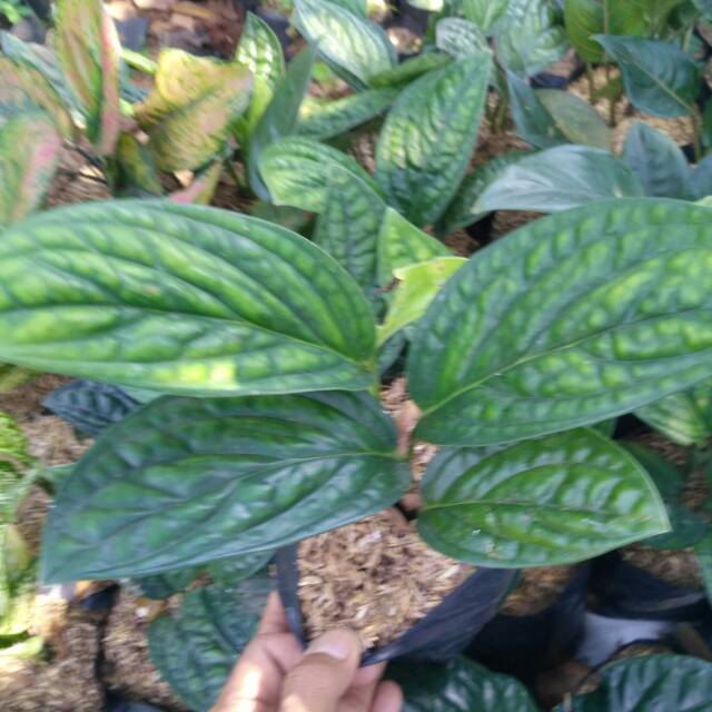 Jual Tanaman Hias Monstera Karstenianum Sirih Badak Shopee Indonesia