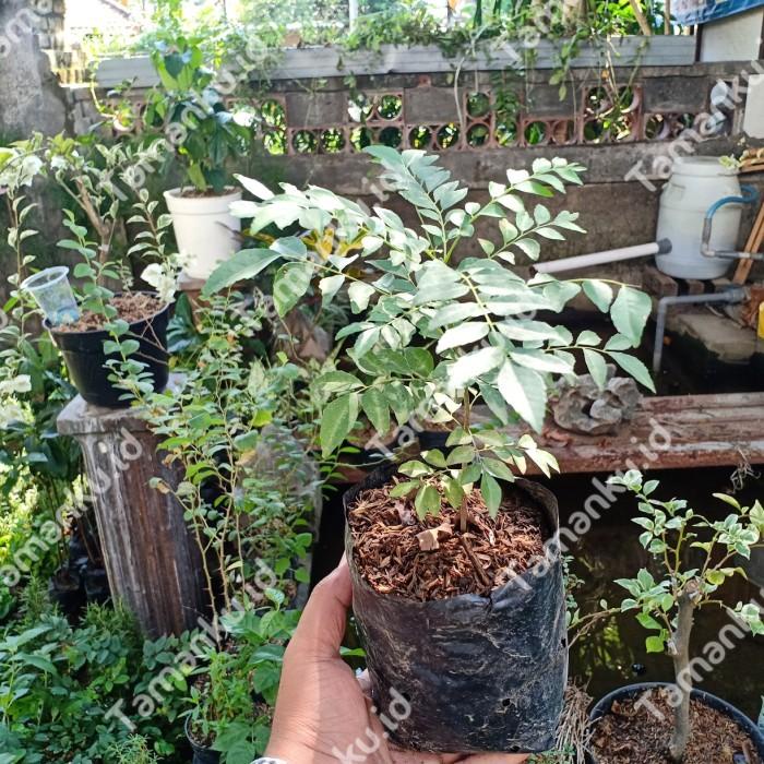 Jual Bibit Tanaman Daun Kari Salam Koja Daun Kare Bumbu Dapur