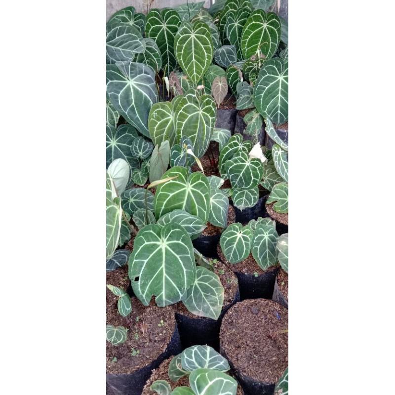 Jual ANTHURIUM KUPING GAJAH Shopee Indonesia