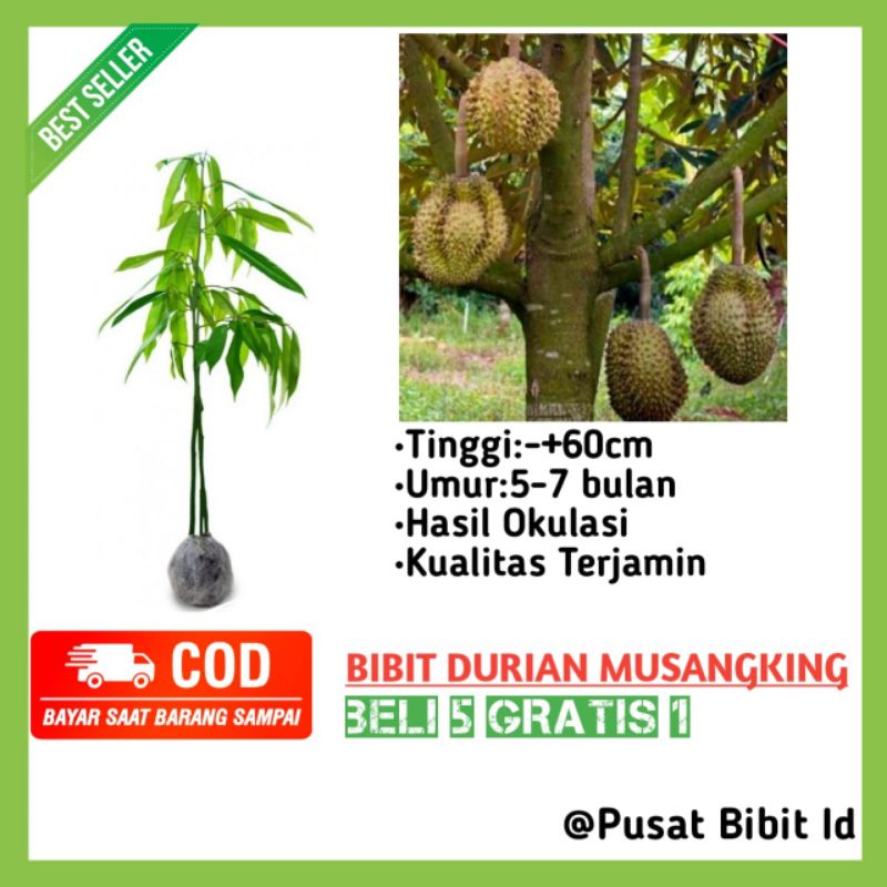 Jual Bibit Buah Durian Musang King Bisa Berbuah Dalam Pot Bisa