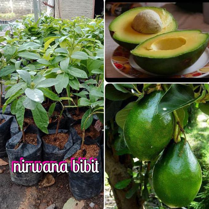 Jual Vc R Bibit Buah Alpukat Mentega Miki New Pling Dicari