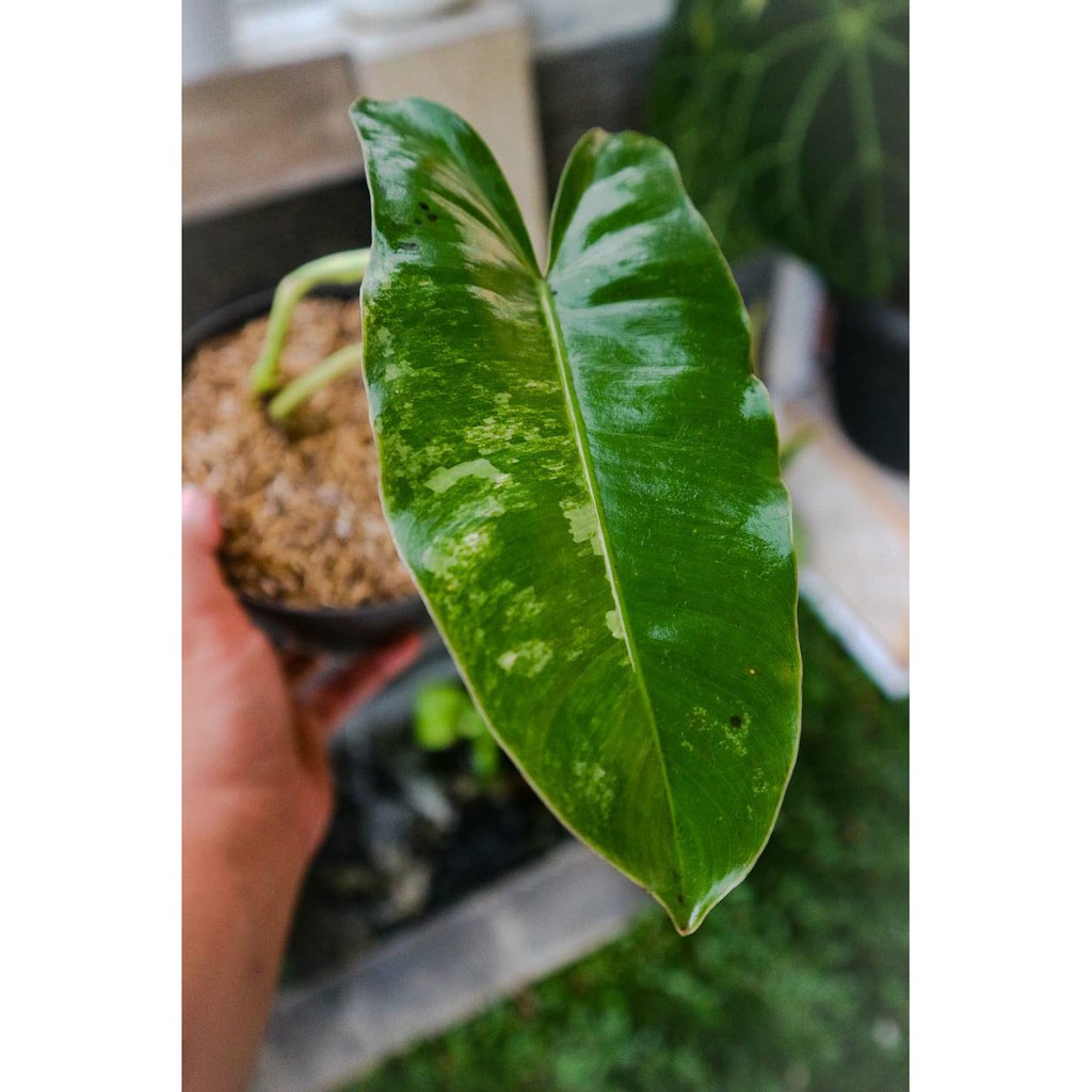 Jual Tanaman Hias Philodendron Burle Marx Variegata Shopee Indonesia