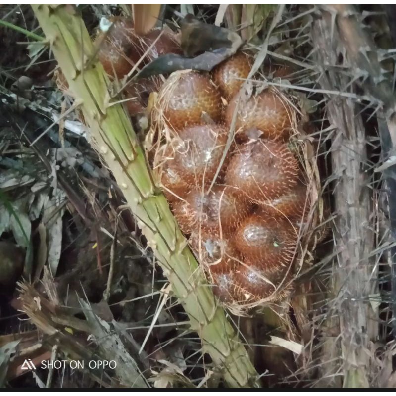 Jual BUAH SALAK MUDA SEGAR 1KG SALAK MUDA LANGSUNG PETIK Shopee