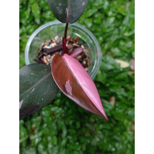 Jual Philodendron Pink Princess Tanaman Hias Philodendron PPP