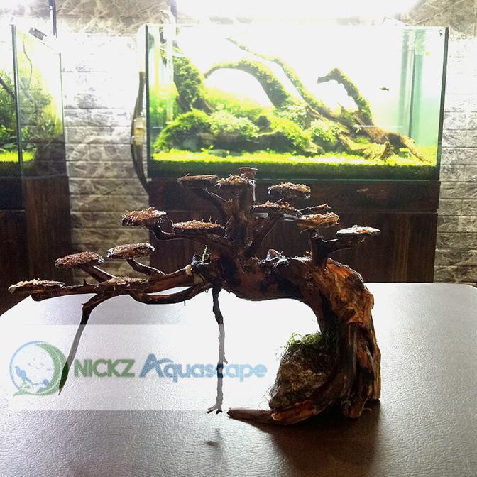 Jual Bonsai Aquascape Aquarium Akar Kayu Rasamala Hardscape Ukuran S