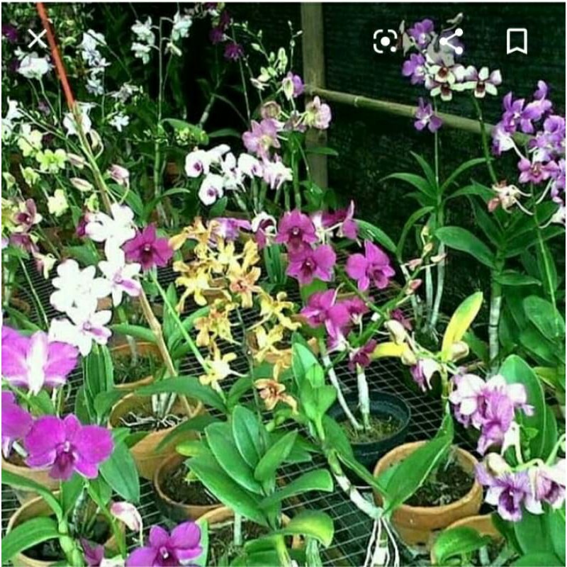 Jual Paket 8 Tanaman Hias Anggrek Dendrobium Outdor Shopee Indonesia