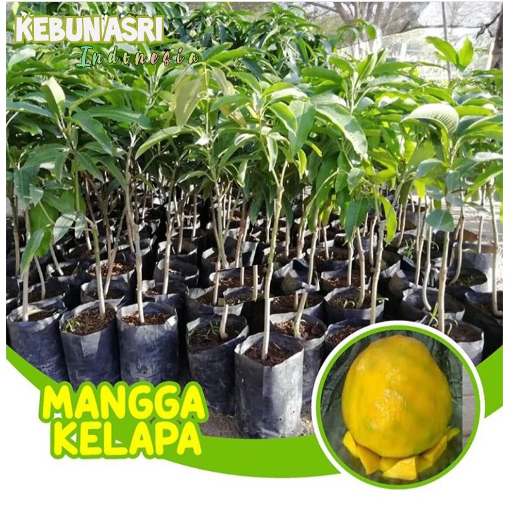 Jual Bibit Buah Mangga Kelapa Jumbo Tanaman Mangga Kelapa Shopee