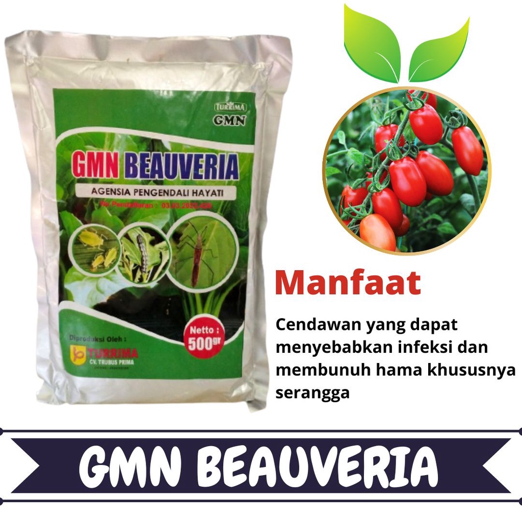 Jual AMPUH Obat Kutu Daun Thrips Tanaman Tomat Pengendali Hayati