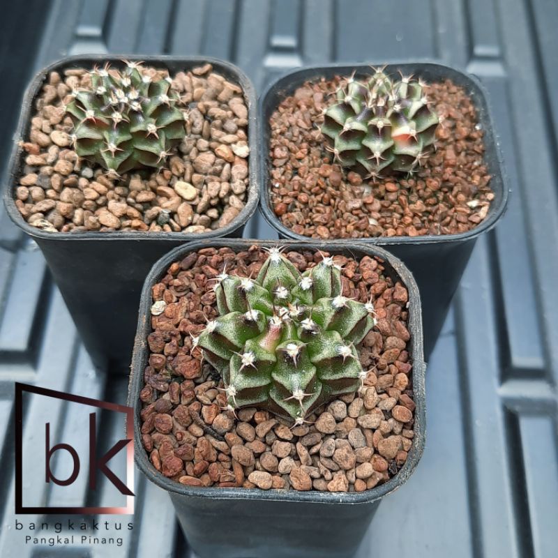 Jual Kaktus Gymno Miha Hybrid Variegata Dari Biji 3 Pohon Shopee