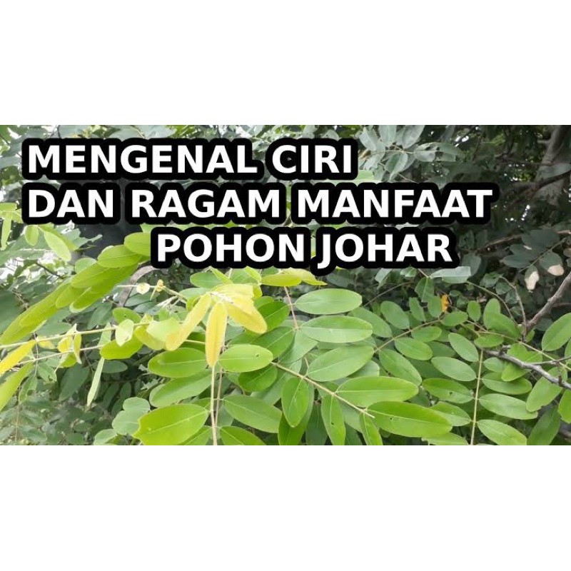 Jual Daun Herbal Johar Segar Kg Shopee Indonesia