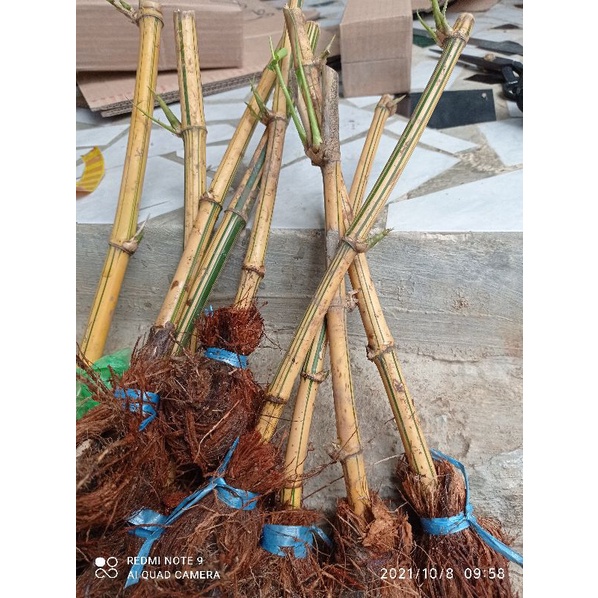 Jual Bambu Kuning Ampel Siap Tanam Per Stek Shopee Indonesia