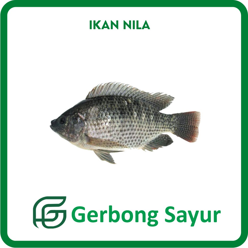 Jual Ikan Nila Segar 500g Shopee Indonesia