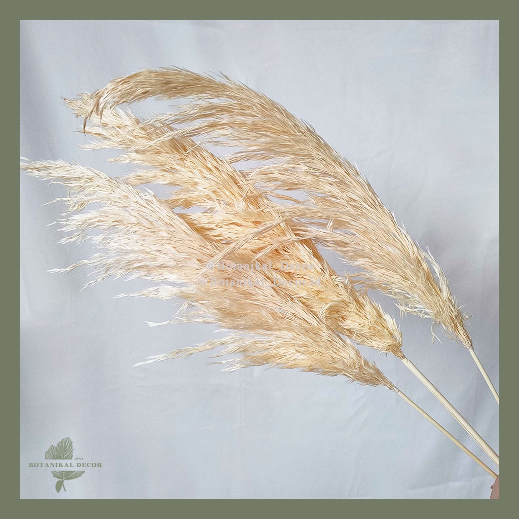 Jual Dried Flower Pampas Grass Ravenna Bunga Tanaman Kering Asli Impor