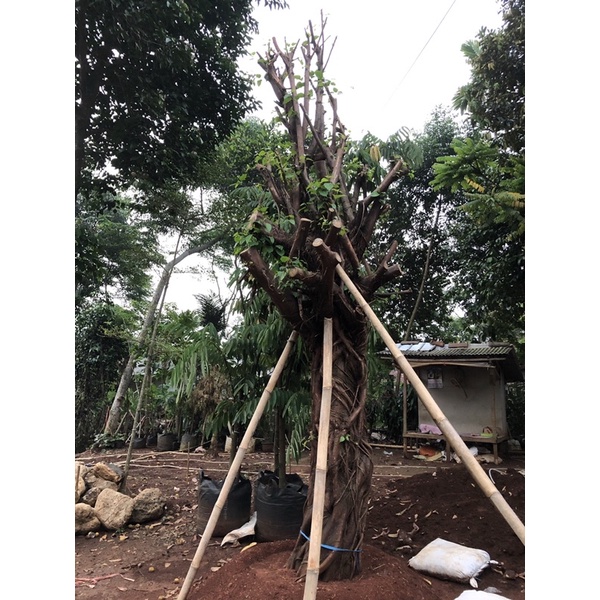 Jual Pohon Bodhi Tree BigSize Asli Bali Harga Sudah Include Pasang