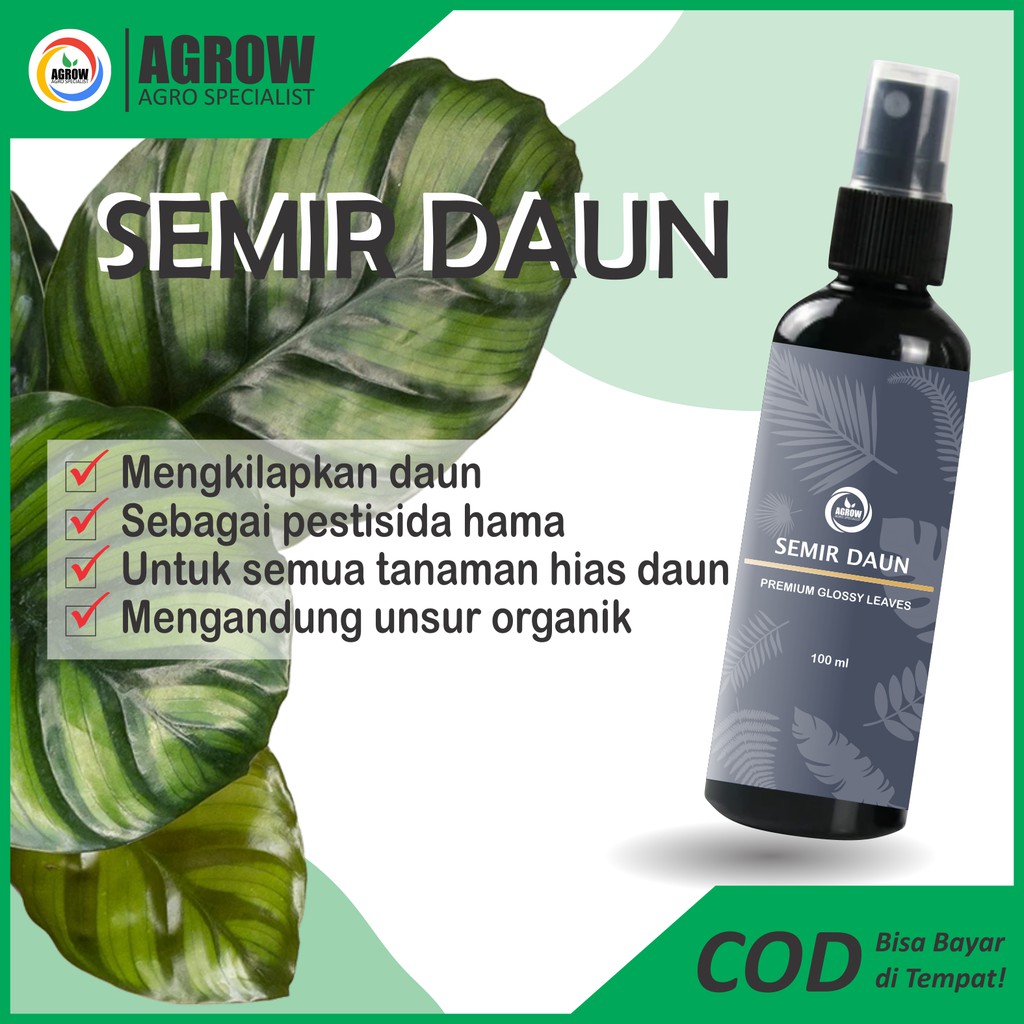 Jual Semir Pengkilap Daun Tanaman Hias Leaf Shine Aglonema Monstera