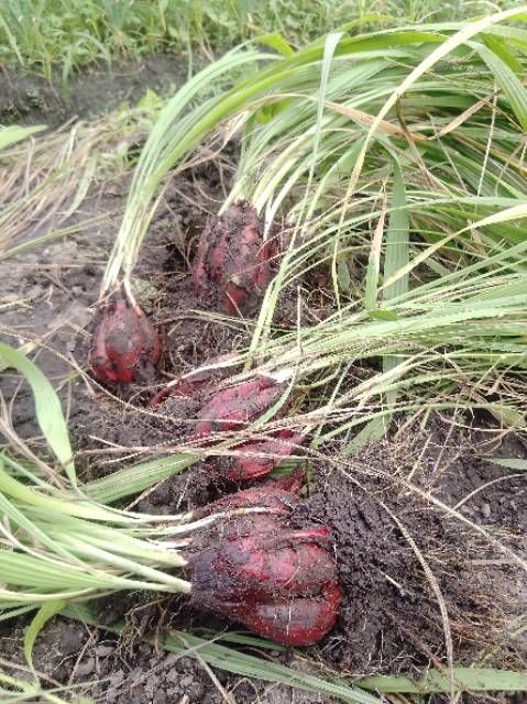 Jual Bawang Dayak Segar Asli Per KG Langsung Dari Kebun Di Kalimantan