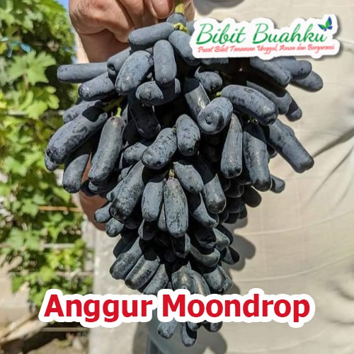 Jual Bibit Anggur Moondrop Import Manis Tidak Mudah Busuk Shopee