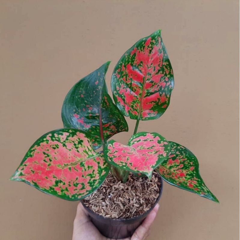 Jual Aglonema Dud Anja Tanaman Hias Aglaonema Dud Anja Tanaman Hias