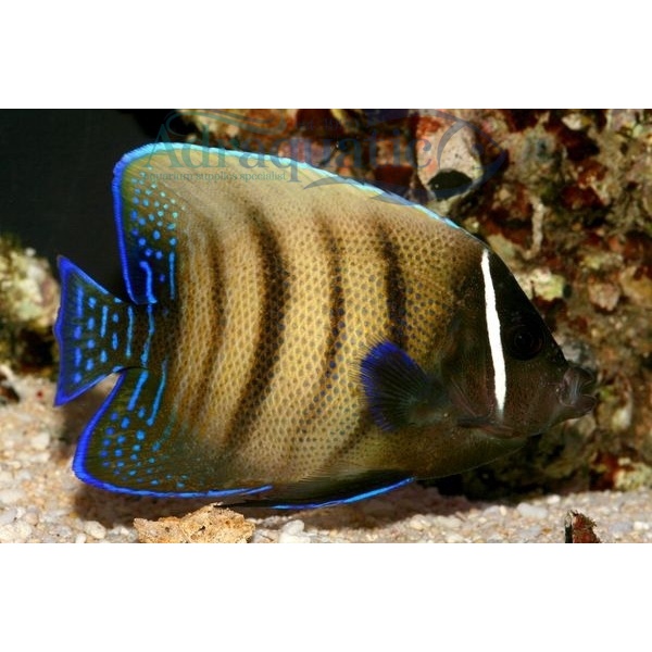 Jual Instant Bandung Ikan Hias Air Laut Angel Kalong Angelfish