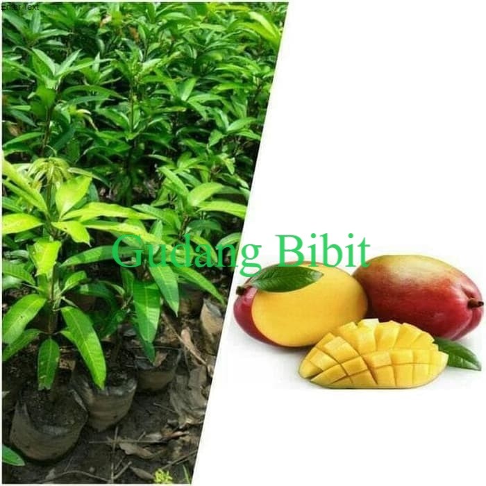 Jual Bibit Mangga Madu Anggur Afrika Shopee Indonesia