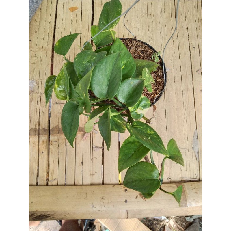 Jual Golden Pothos Sirih Gading Super Rimbun Pot 17 Shopee Indonesia