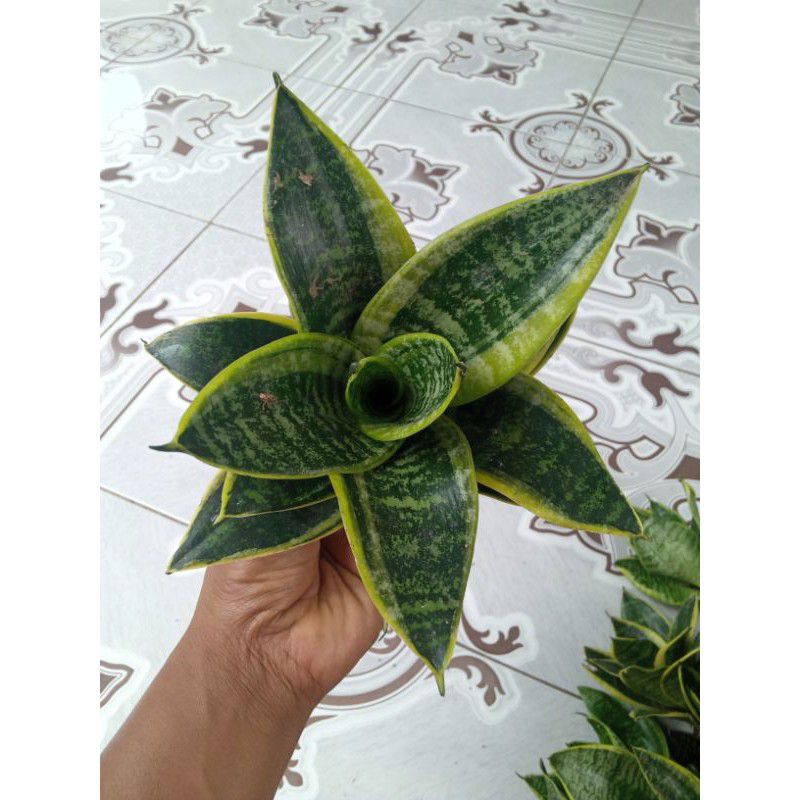 Jual Sansivieria Marginata Tanaman Hias Pembersih Udara Sansivera