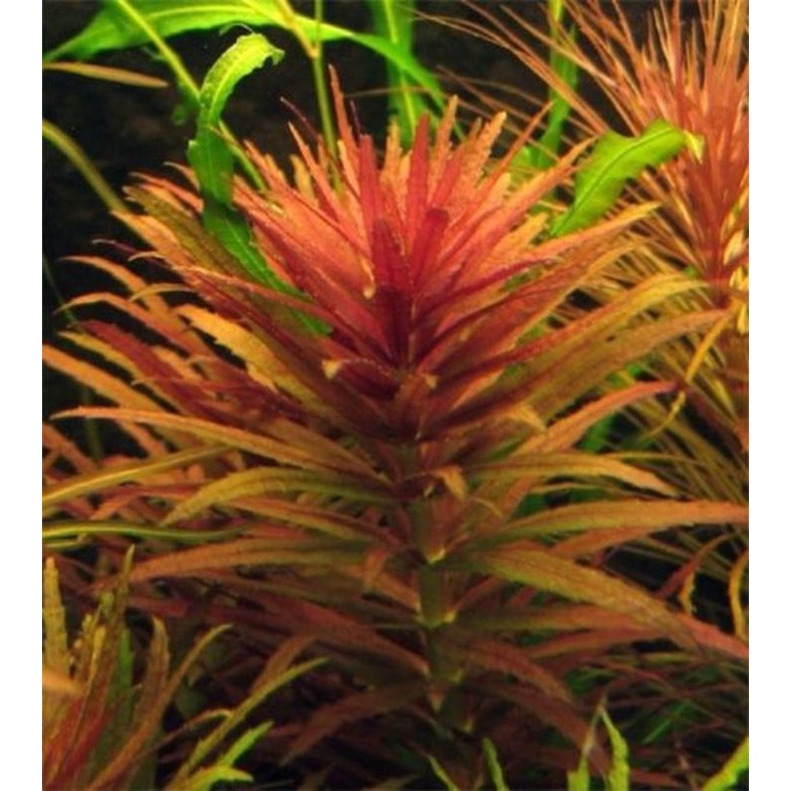 Jual Limnophila Aromatica Tanaman Per Btg Tanaman Aquascape Tanaman