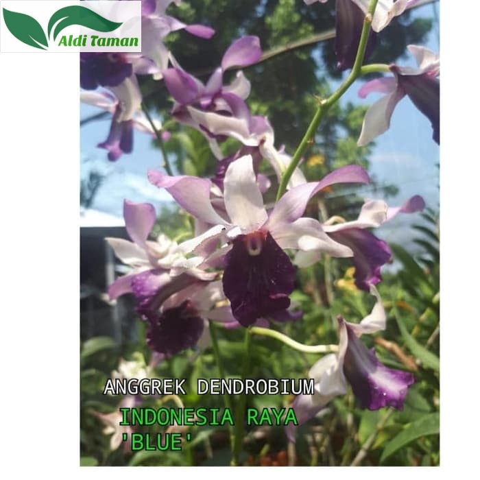 Jual Anggrek Dendrobium Indonesia Raya Blue ALDI TAMAN Shopee Indonesia