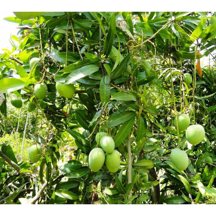 Jual Ter Laris Bibit Tanaman Buah Mangga Madu Anggur Super Seller