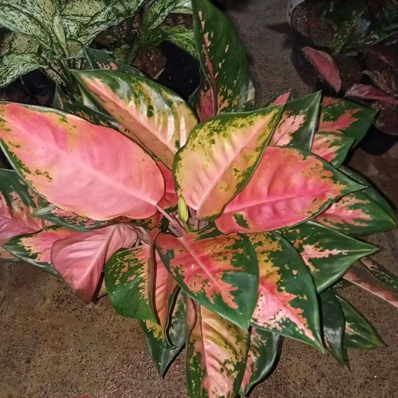 Jual Aglaonema Kocin Hibrid Rumpun Jumboo Shopee Indonesia